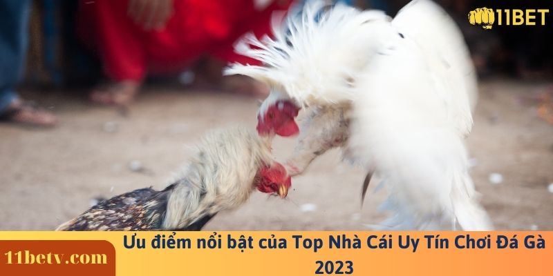 Ưu điểm nổi bật của Top Nhà Cái Uy Tín Chơi Đá Gà 2023