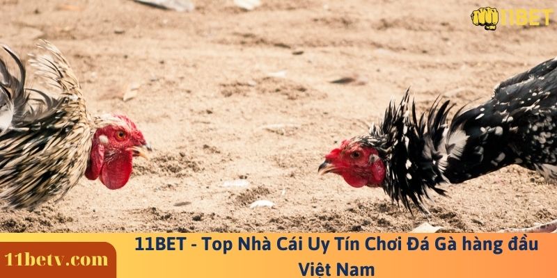 11BET - Top Nhà Cái Uy Tín Chơi Đá Gà hàng đầu Việt Nam