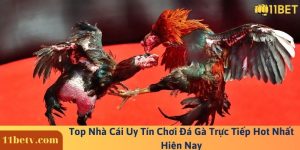 Top Nhà Cái Uy Tín Chơi Đá Gà Trực Tiếp Hot Nhất Hiện Nay
