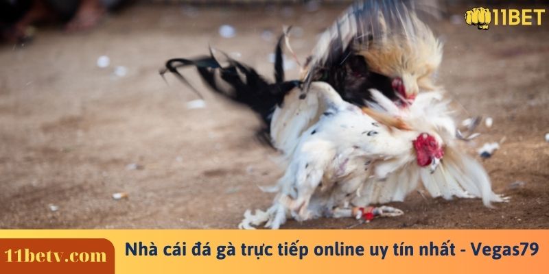 Nhà cái đá gà trực tiếp online uy tín nhất - Vegas79