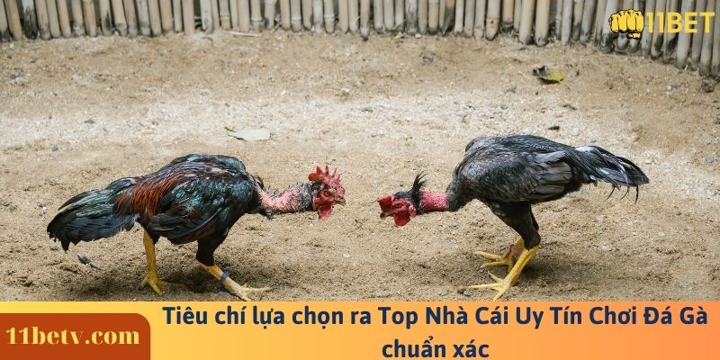 Tiêu chí lựa chọn ra Top Nhà Cái Uy Tín Chơi Đá Gà chuẩn xác