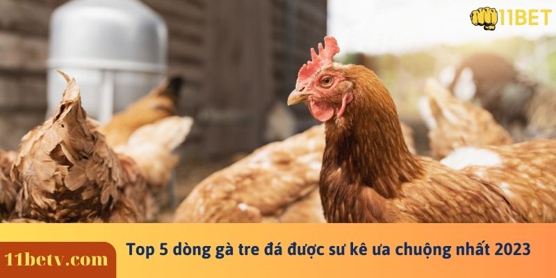 Top 5 dòng gà tre đá được sư kê ưa chuộng nhất hiện nay