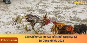 Các Giống Gà Tre Đá Tốt Nhất Được Sư Kê Sử Dụng Nhiều 2023