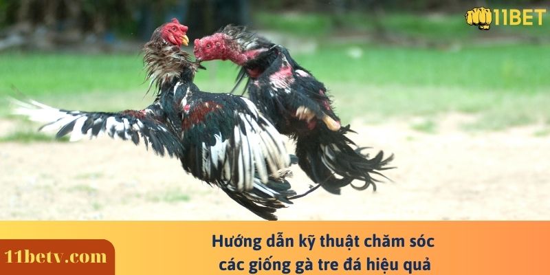 Hướng dẫn kỹ thuật chăm sóc các giống gà tre đá hiệu quả
