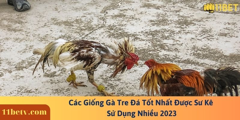 Các Giống Gà Tre Đá Tốt Nhất Được Sư Kê Sử Dụng Nhiều 2023