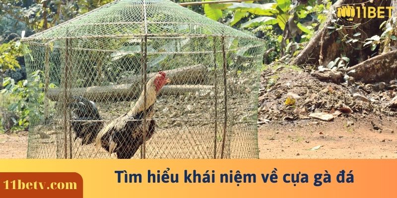 Tìm hiểu khái niệm về cựa gà đá