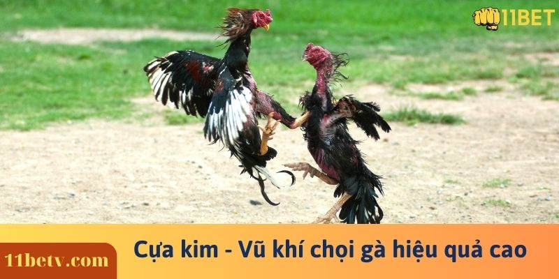 Cựa kim - Vũ khí chọi gà hiệu quả cao