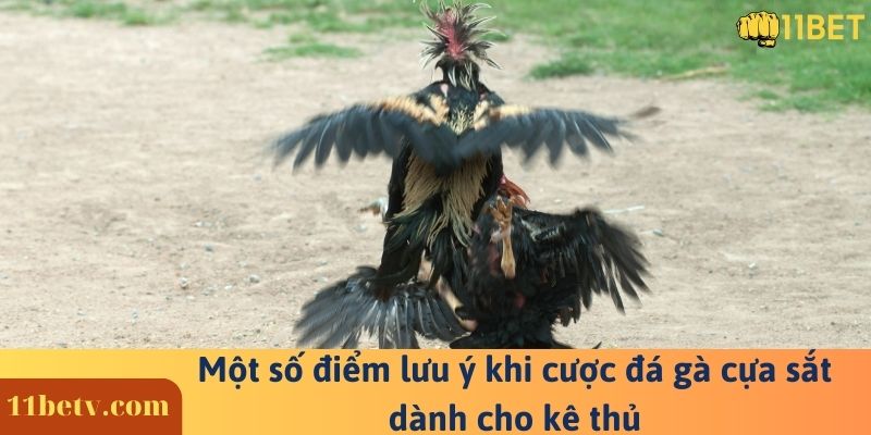 Một số điểm lưu ý khi cược đá gà cựa sắt dành cho kê thủ