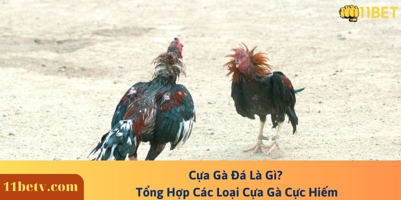 Cựa Gà Đá Là Gì? Tổng Hợp Các Loại Cựa Gà Cực Hiếm