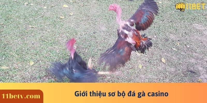 Đá Gà Casino Và Những Nguyên Tắc Mới Nhất Mà Bạn Chưa Biết 5 Giới thiệu sơ bộ đá gà casino