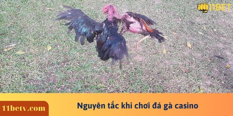 Đá Gà Casino Và Những Nguyên Tắc Mới Nhất Mà Bạn Chưa Biết 6 Nguyên tắc khi chơi đá gà casino