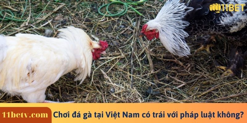 Chơi đá gà có trái với pháp luật không? tại Việt Nam