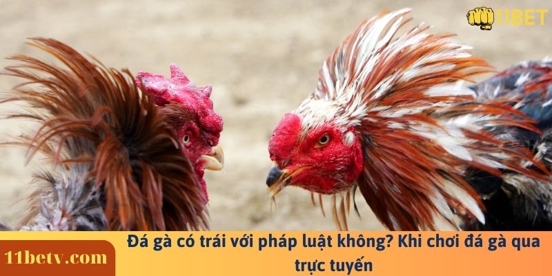 Đá gà có trái với pháp luật không? Khi chơi đá gà qua trực tuyến