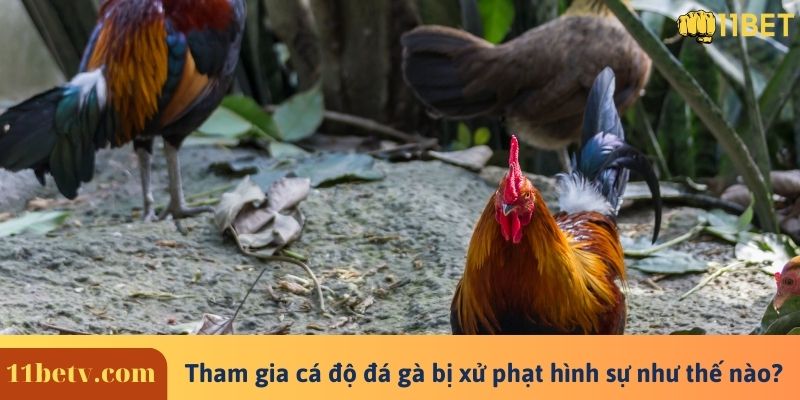 Tham gia cá độ đá gà bị xử phạt hình sự như thế nào?