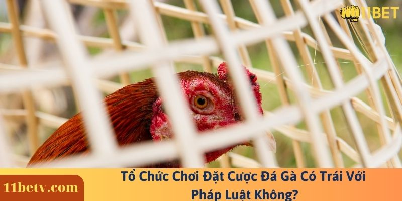 Tổ Chức Chơi Đặt Cược Đá Gà Có Trái Với Pháp Luật Không?