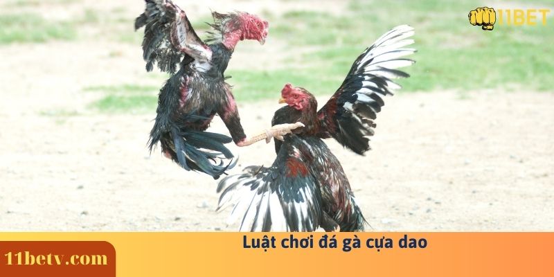 Bật Mí Cách Đá Gà Cựa Dao Online Trăm Trận Trăm Thắng 6 Luật chơi đá gà cựa dao