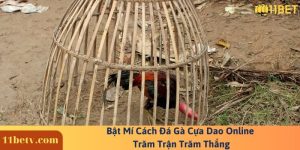 Bật Mí Cách Đá Gà Cựa Dao Online Trăm Trận Trăm Thắng