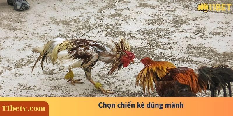 Bật Mí Cách Đá Gà Cựa Dao Online Trăm Trận Trăm Thắng 7 Chọn chiến kê dũng mãnh