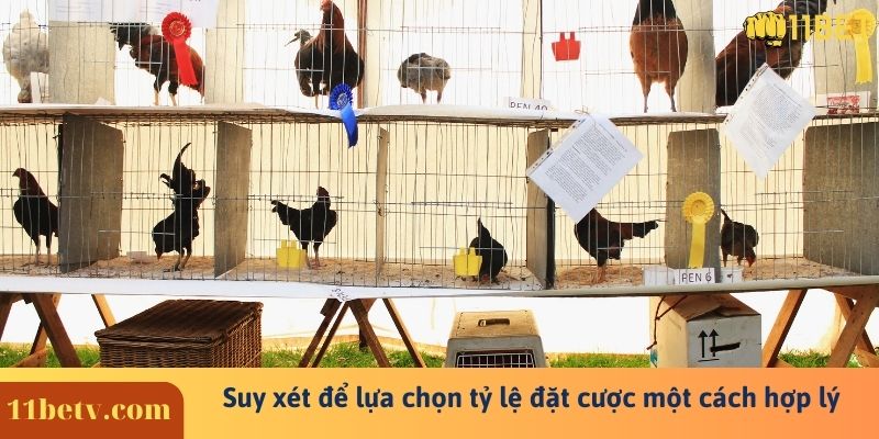 Bật Mí Cách Đá Gà Cựa Dao Online Trăm Trận Trăm Thắng 9 Suy xét để lựa chọn tỷ lệ đặt cược một cách hợp lý