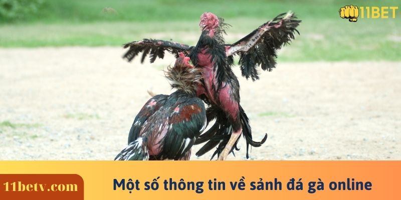 Một số thông tin về sảnh đá gà online