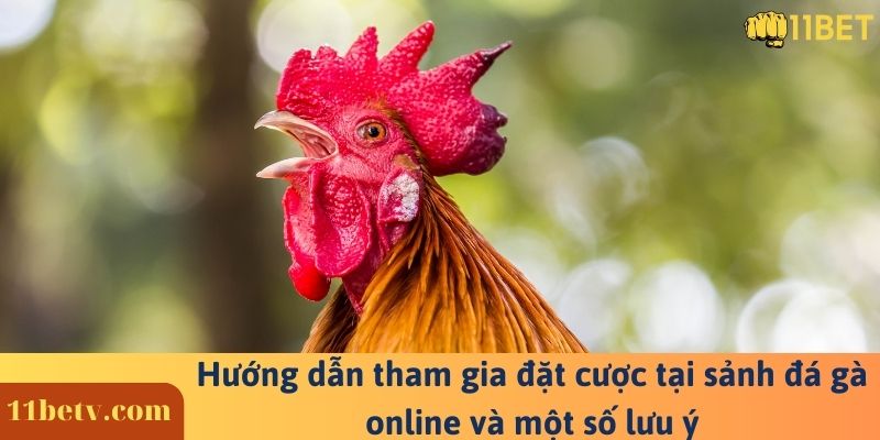 Hướng dẫn tham gia đặt cược tại sảnh đá gà online và một số lưu ý