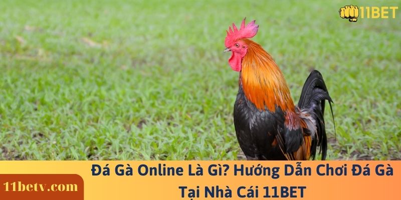 Đá Gà Online Là Gì? Hướng Dẫn Chơi Đá Gà Tại Nhà Cái 11BET