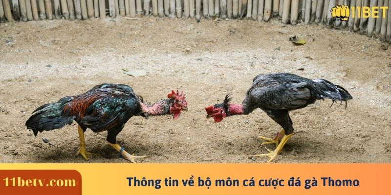 Đá Gà Thomo - Trận Đấu Trực Tiếp Đá Gà Mới Nhất Hiện Nay 5 Thông tin chi tiết về bộ môn cá cược đá gà Thomo