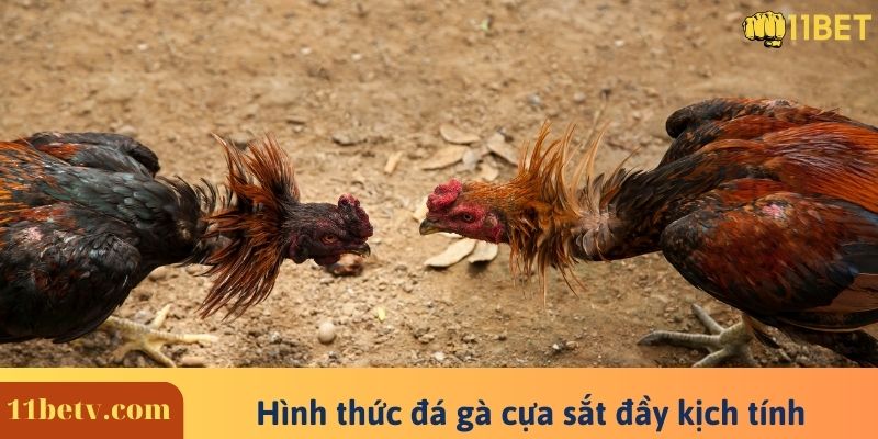 Đá Gà Thomo - Trận Đấu Trực Tiếp Đá Gà Mới Nhất Hiện Nay 6 Hình thức đá gà cựa sắt đầy thú vị tại 11BET