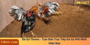Đá Gà Thomo - Trận Đấu Trực Tiếp Đá Gà Mới Nhất Hiện Nay