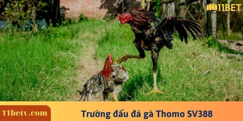 Đá Gà Thomo - Trận Đấu Trực Tiếp Đá Gà Mới Nhất Hiện Nay 7 Trường đấu đá gà Thomo nổi tiếng SV388