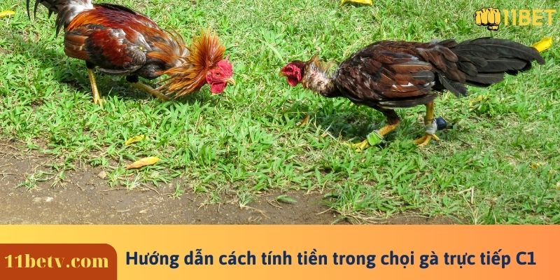 Đá Gà Trực Tiếp C1 Là Gì? Lý Giải Độ Hot Của Đá Gà C1 7 Hướng dẫn cách tính tiền trong chọi gà trực tiếp C1