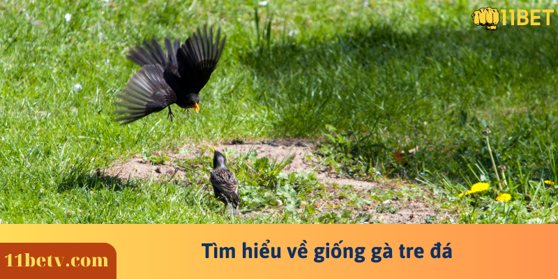 Tìm hiểu về giống gà tre đá 