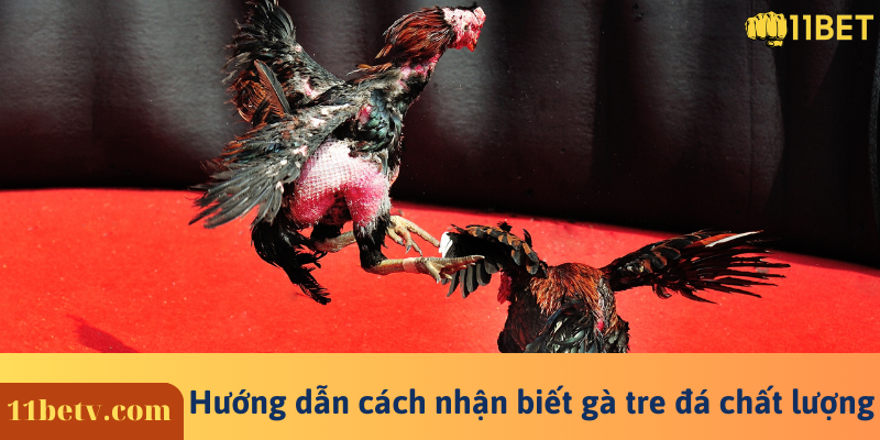 Hướng dẫn cách nhận biết gà tre đá chất lượng