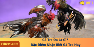 Gà Tre Đá Là Gì? Đặc Điểm Nhận Biết Gà Tre Hay