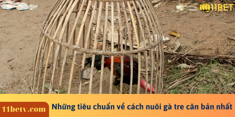 Hướng dẫn chăm sóc, huấn luyện chiến kê mạnh mẽ