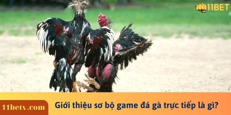 Giới thiệu sơ bộ game đá gà trực tiếp là gì?