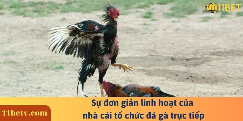 Sự đơn giản linh hoạt của nhà cái tổ chức đá gà trực tiếp