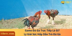 Game Đá Gà Trực Tiếp Là Gì? Lý Giải Sức Hấp Dẫn Trò Đá Gà