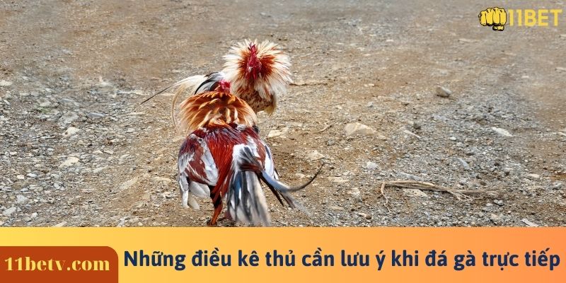 Những điều kê thủ cần lưu ý khi đá gà trực tiếp