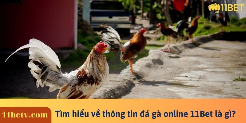 Tìm hiểu về thông tin đá gà online 11Bet là gì?