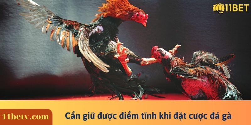 Cần giữ được điềm tĩnh khi đặt cược đá gà
