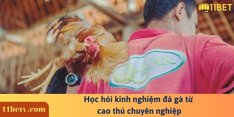 Học hỏi kinh nghiệm đá gà từ cao thủ chuyên nghiệp