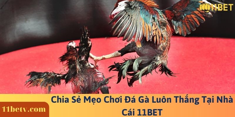 Chia Sẻ Mẹo Chơi Đá Gà Luôn Thắng Tại Nhà Cái 11BET