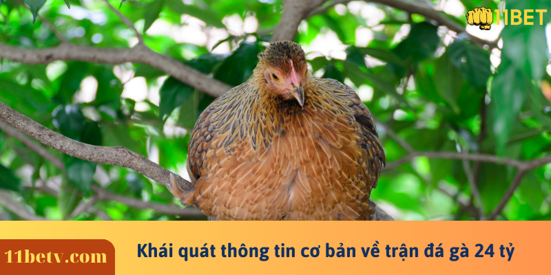 Trận Đá Gà 24 Tỷ Tại Thomo - Phi Vụ Kinh Điển Nhất Lịch Sử 5 Khái quát thông tin cơ bản về trận đá gà 24 tỷ