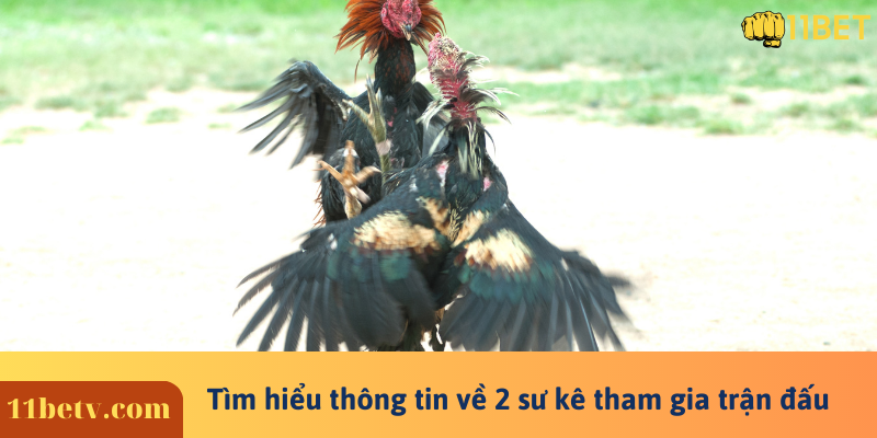 Trận Đá Gà 24 Tỷ Tại Thomo - Phi Vụ Kinh Điển Nhất Lịch Sử 6 Tìm hiểu thông tin về 2 sư kê tham gia trận đấu