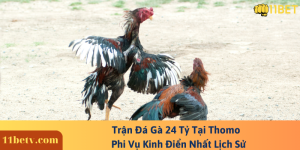 Trận Đá Gà 24 Tỷ Tại Thomo - Phi Vụ Kinh Điển Nhất Lịch Sử