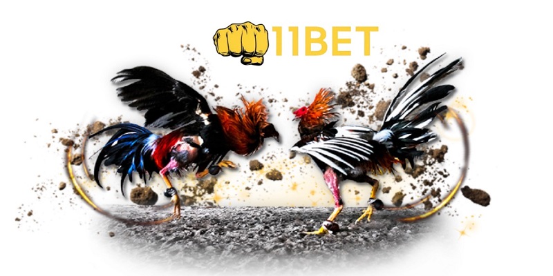 3 bước đơn giản tạo tài khoản cược đá gà Thomo tại 11BET