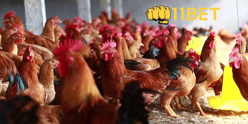 Gà thuần chủng là gì?