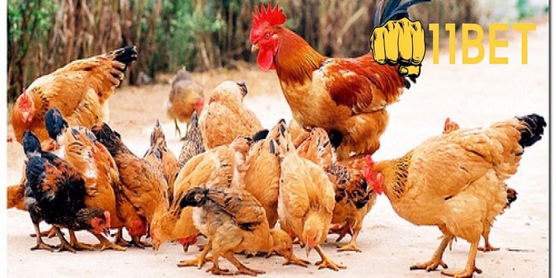 Cách chọn gà thuần chủng chuẩn nhất