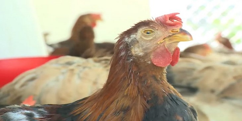 Điều trị gà mắc bệnh hen như thế nào?